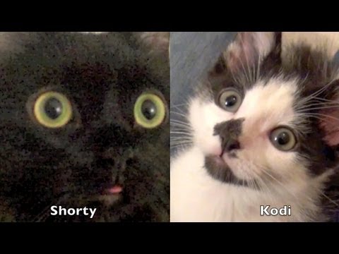 how to properly introduce cats to each other