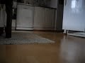 Urpo sulkee jääkaapinoven / My dog Urpo close door when i ask