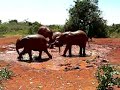 Baby Elephants in Nairobi, Kenya - Sheldrick Foundation