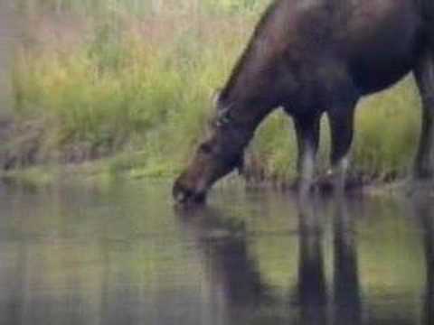 Moose Drinks, Grand Teton National Park, Wyoming, USA