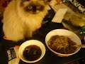 Cat Eating With Hands!!