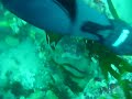 Dive swim through Eliza Ramsden
