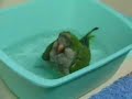 Pakito the Quaker parrot takes a nice bath