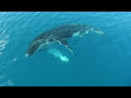 Migaloo the White Whale Speaks