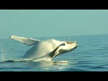 Migaloo the White Whale Speaks