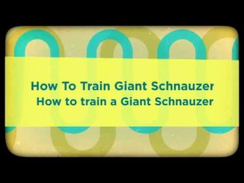 how to train giant schnauzer