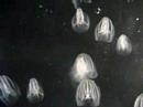 Comb Jellyfish Monterey Bay Aquarium Comb Jellyfish Monterey Bay Aquarium