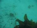 Clallam Bay Diving