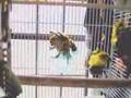 conure aviary