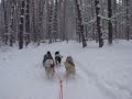 Тренировка упрядки собак. Вид с нарты.