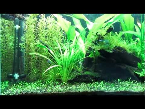 how to trim and replant aquarium plants