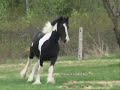 Friesians & Gypsy Vanners - For Raythegoth