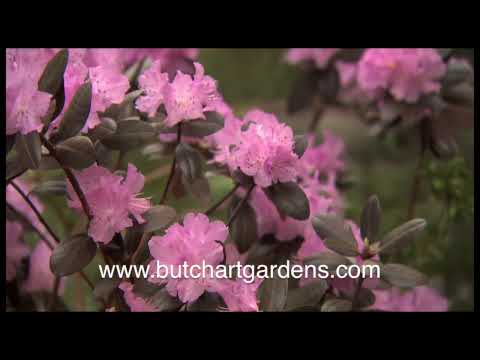 The Butchart Gardens' Five Seasons