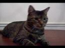 Robot Cat