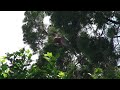 Australian Galah Australian Galah