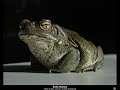 Joe Rogan talks about DMT
