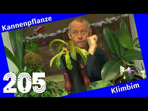 Kannenpflanze und wie pflegen wir sie? und Pflanzen Updates Orchidee