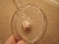 Gordy Dog plays with Ferrets Gordy Dog plays with Ferrets