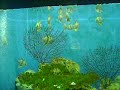 engel ocean park adventure engel ocean park adventure
