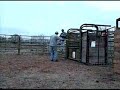 86 - Weanling Bull