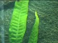 My new fishtank: Juwel Vision 450 (3rd week)