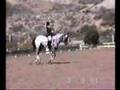 Chocklate Confetti, Appaloosa Dressage Stallion