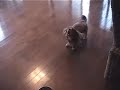 Dog skateboarding first lesson?????????????