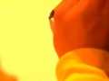 Duft Qi Gong - Die Grundlagen