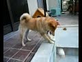 柴犬動画