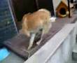 柴犬とスライムとソフトボール