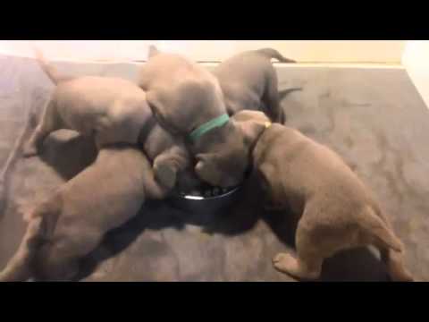 Puppies first food