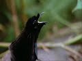 Snowy White - Bird Of Paradise Snowy White - Bird Of Paradise