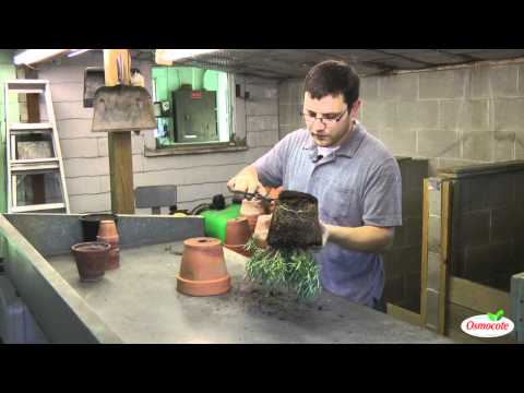 how to care rosemary