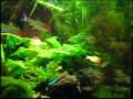videos de Sick Rummynose Tetra