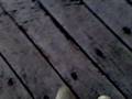 dead blowie