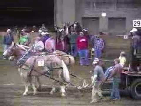 Draft Horse - Michigan Great Lakes ...