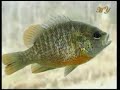 Die Fossilien widerlegen Die Evolution 4/6