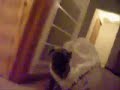 animal-attack.html