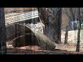 CZARNA SOBOTA odc2 - BLACK SATURDAY BUSH FIRE