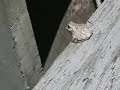 Frog Champion