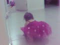 Millie Walking