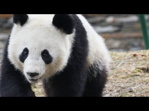 Wien/Österreich: Tiergarten Schönbrunn präsentiert seinen neuen Pandabären Yuan Yuan