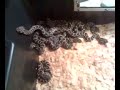 Baby Puff adders