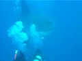 Mola 1