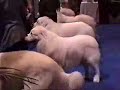 Eukanuba Great Pyrenees #5