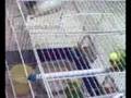 RE: BAnco the budgie calling, chirping, screaming