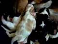 Basset Hound video