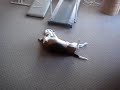 itchy dog