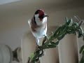 Darrrrek - Breeding carduelis major13