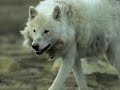 wolf hunting hare